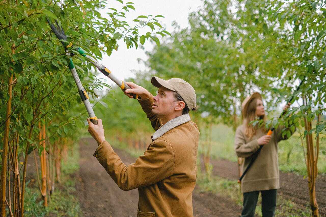 Best Tree Disease Treatment  in Norwood Young America, MN